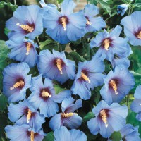 Гибискус сирийский Голубой сатин (Hibiscus syriacus Blue Satin)